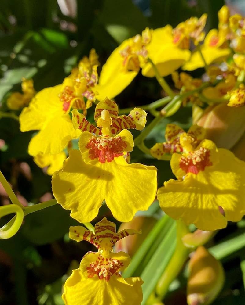 Oncidium Flower Seeds for Planting 100 pcs – Heirloom, Non-GMO, High Germination Orchid Garden Seeds