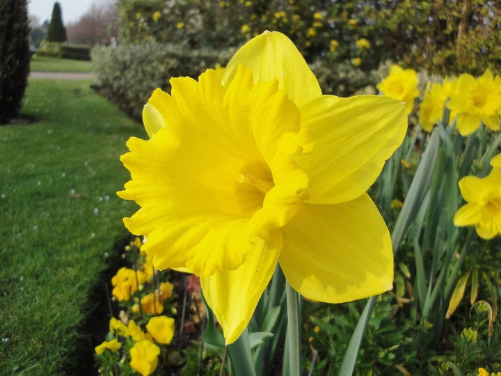 Flower Seeds, Seeds for Planting, Plant Seeds