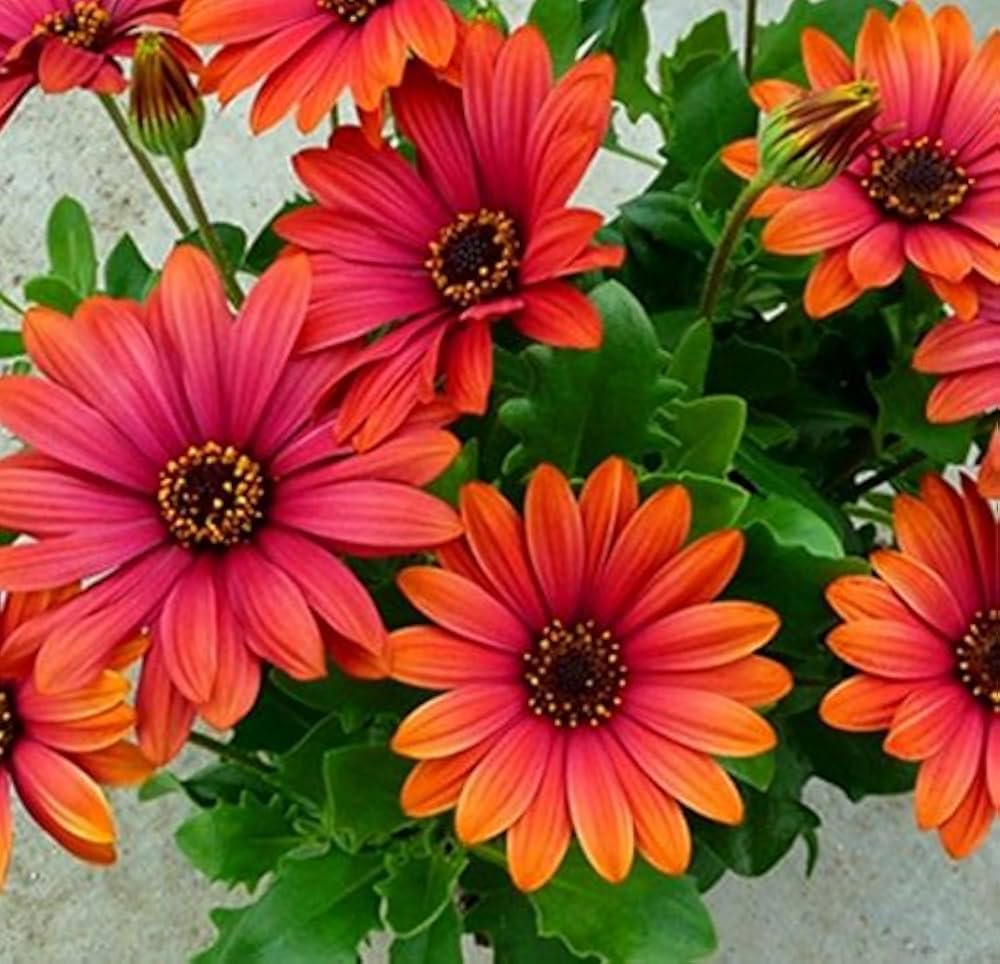 orange cape flower seeds