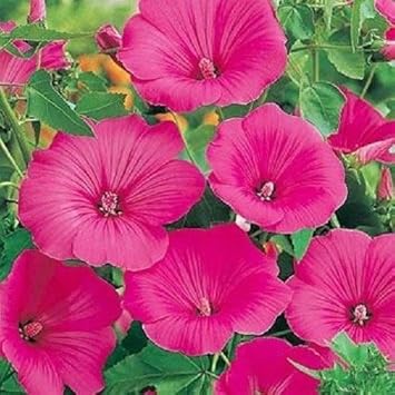 Flower Seeds, Seeds for Planting, Plant Seeds