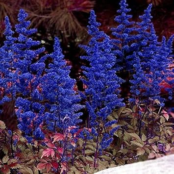 Flower Seeds, Seeds for Planting, Plant Seeds