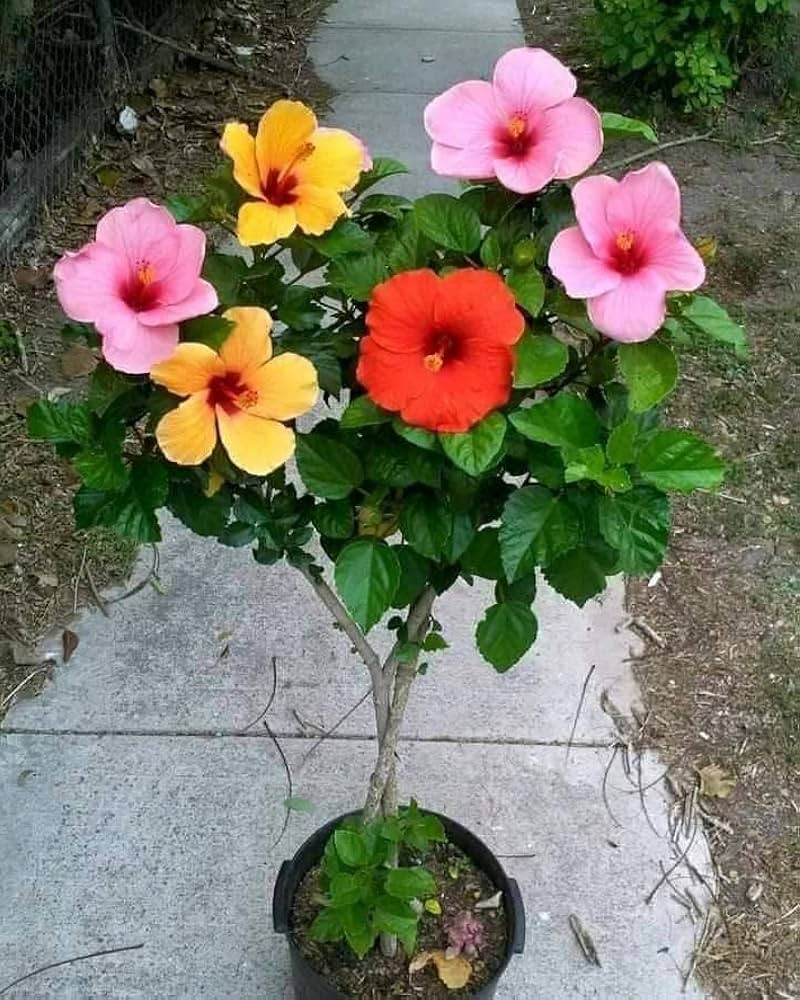 Mixed Rose Mallow Flower Seeds for Planting 100 pcs