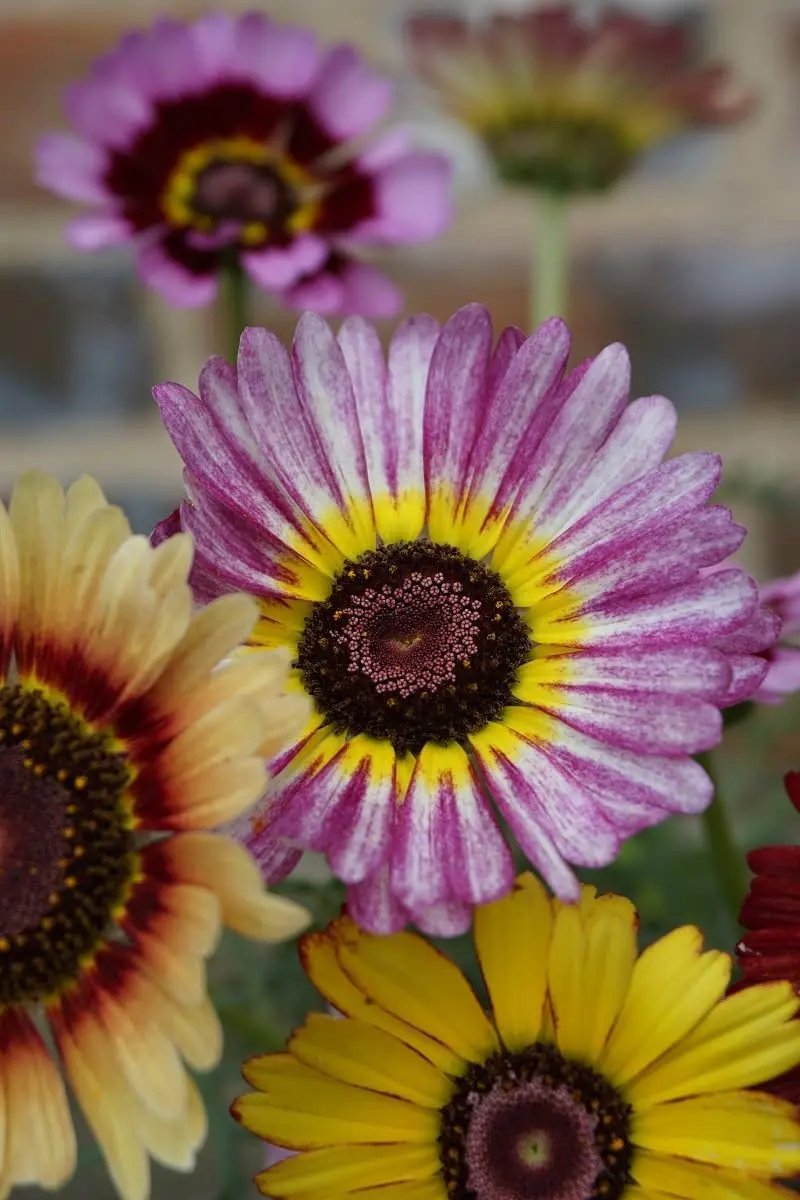 purple chrysanthemum flower seeds