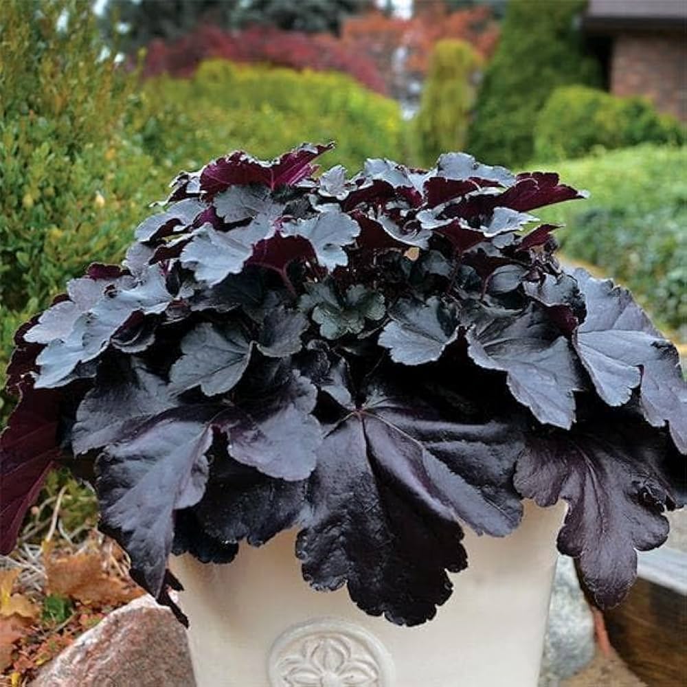 heuchera mixed flower seeds
