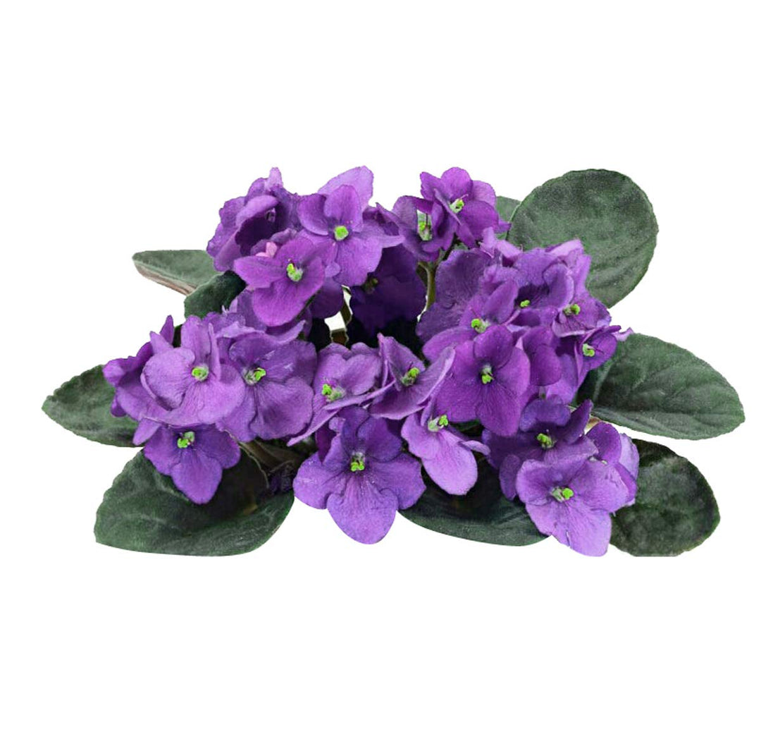 Heirloom Non-GMO Saintpaulia Flower Seeds for Planting – African Violet Garden Seeds