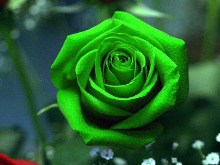 Fresh Unique Rose Flower Seeds for Planting, Sea Green 100 pcs