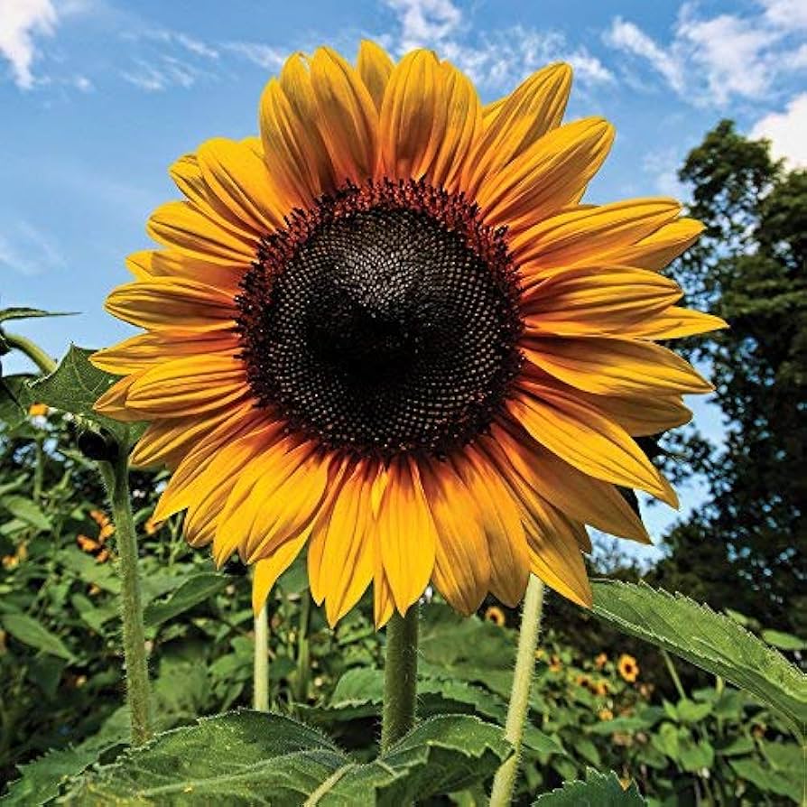 sunflower helianthus flower seeds