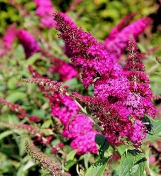 pink organic flower seeds