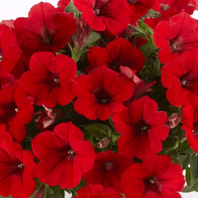 Red Petunia Hanging Flower Seeds for Planting - Heirloom, NON-GMO Seeds - Beautiful Garden Blooms