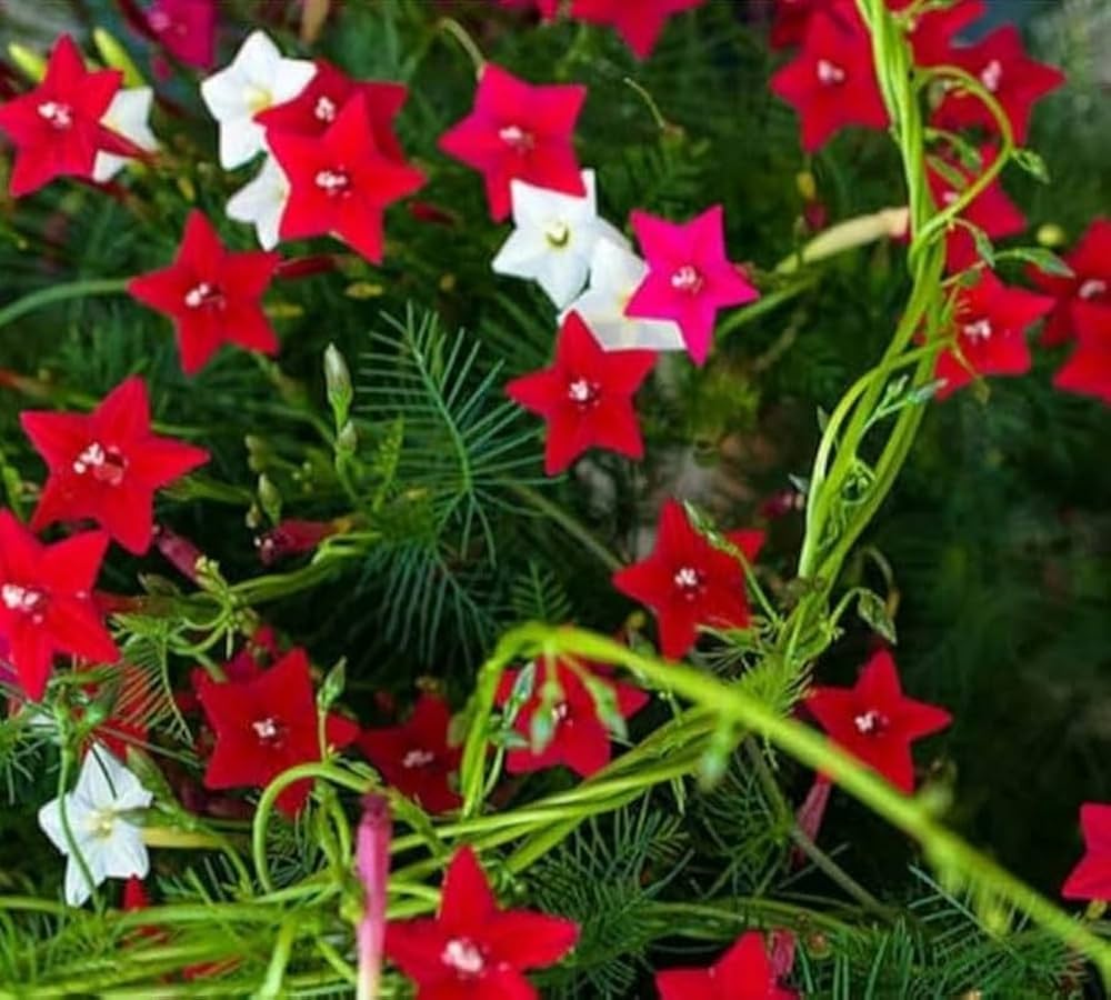 starry flowers flower seeds