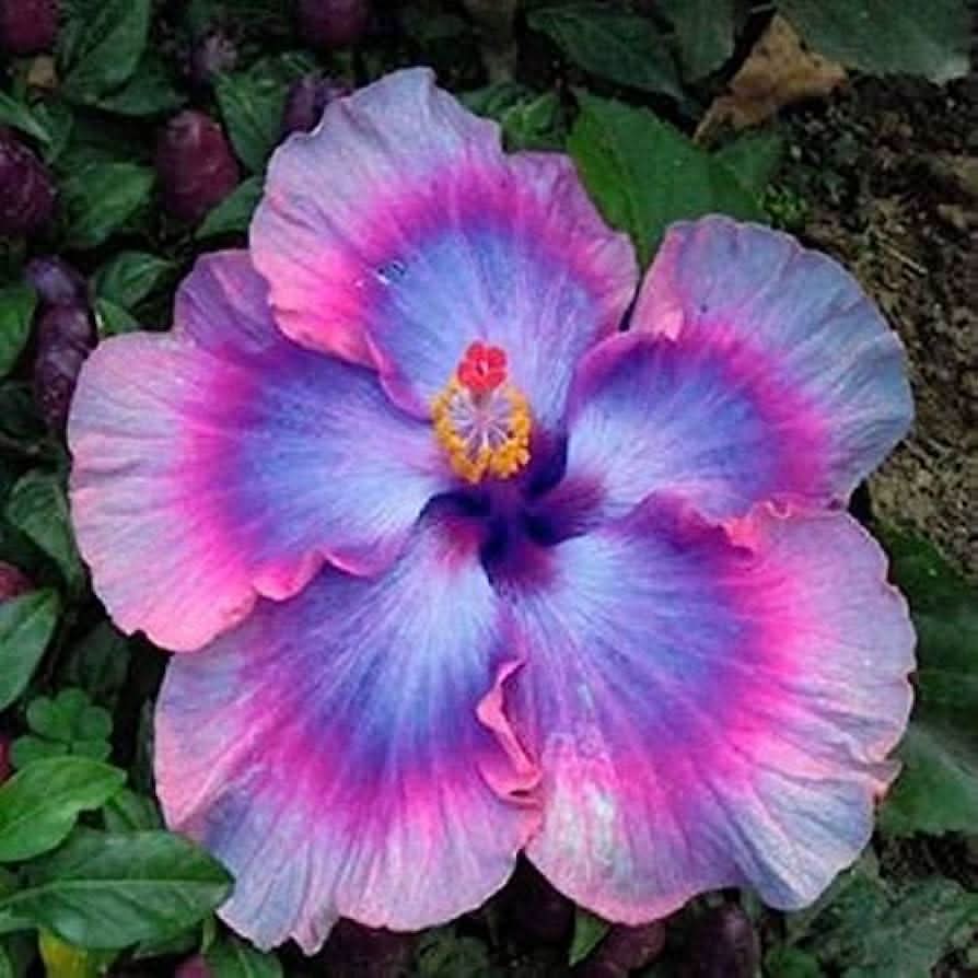 rosa lila flower seeds