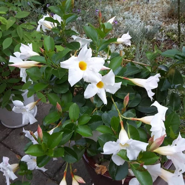 White Mandevilla Flower Seeds for Planting – Heirloom, Non-GMO, High Germination Tropical Climbing Vine Seeds