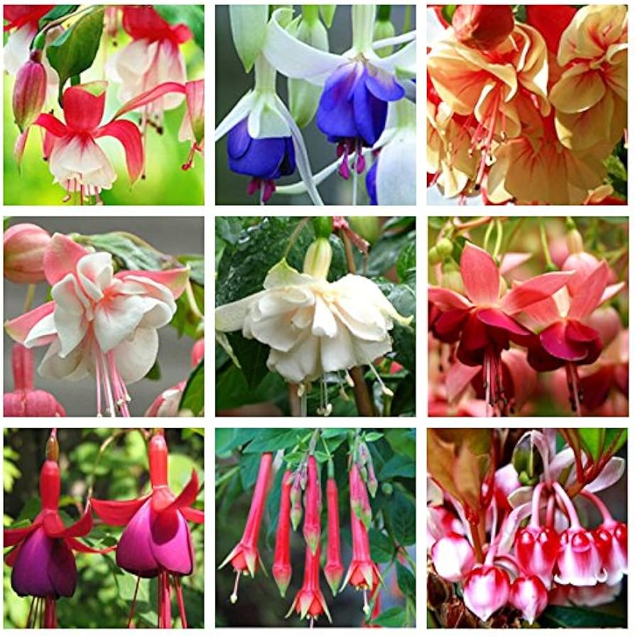 Fresh Fuchsia Flower Seeds for Planting, Mixed 100 pcs