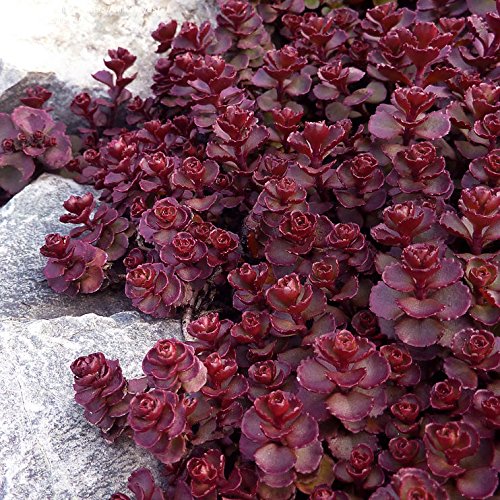 Red Perennial Flower Seeds for Planting – 100 pcs, Heirloom, Non-GMO, High Germination Organic Garden Seeds