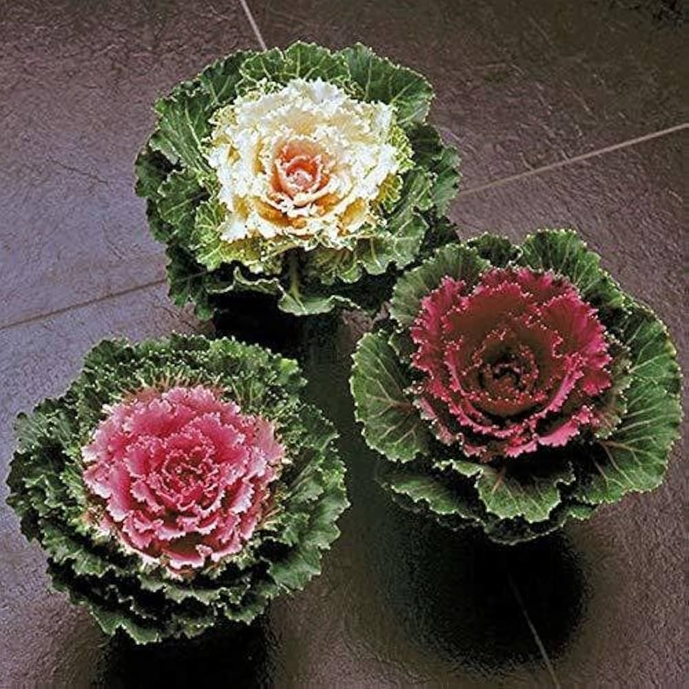 kale brassica flower seeds