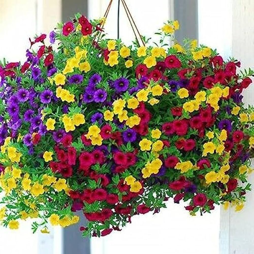 Multi-Colour Hanging Petunia Flower Seeds – Heirloom Non-GMO High Germination Seeds for Planting