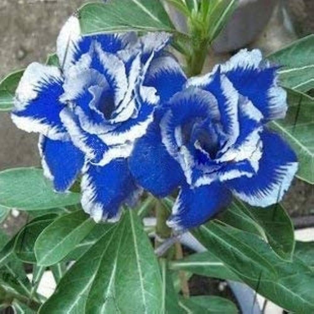 Blue White Adenium Obesum Flower Seeds 100 pcs