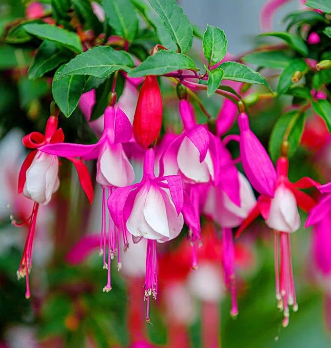 fuchsia fuchsia flower seeds