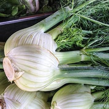 White Fennel Vegetable Seeds for Planting