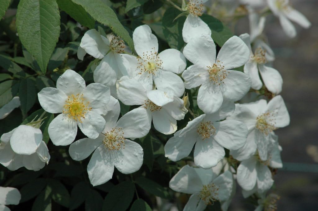 Flower Seeds, Seeds for Planting, Plant Seeds