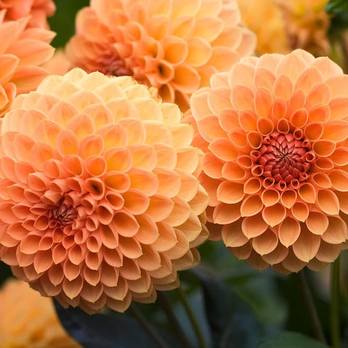 Organic Heirloom Non-GMO Dahlia Seeds for Planting – Colorful Variety Garden Blooms