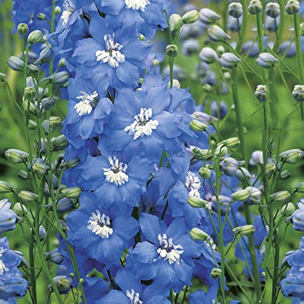 delphinium summer flower seeds