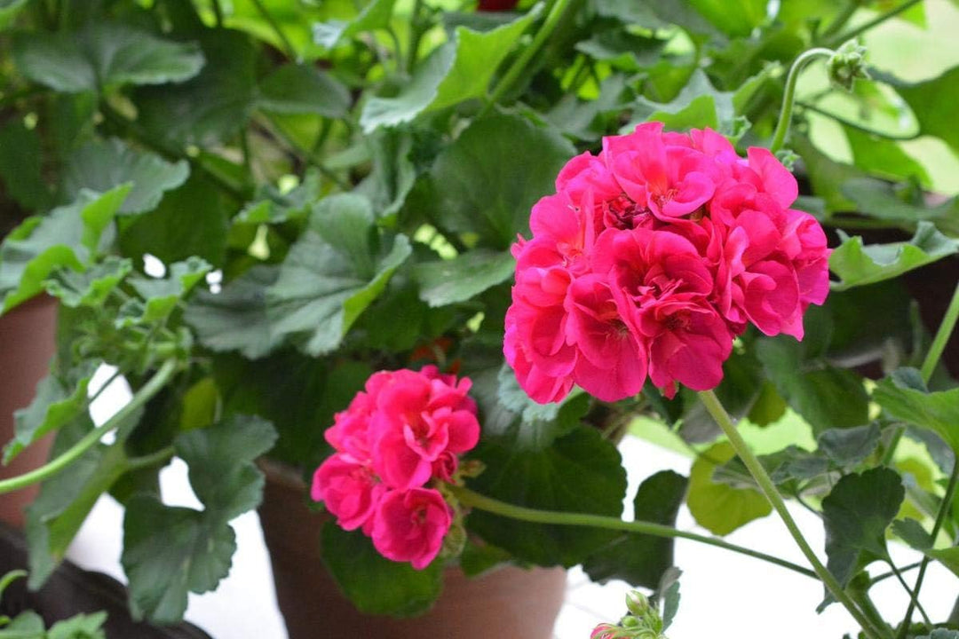 geranium pelargonium seeds Pink Geranium Pelargonium Heirloom Non-GMO Seeds for Planting – High Germination Organic Garden Seeds