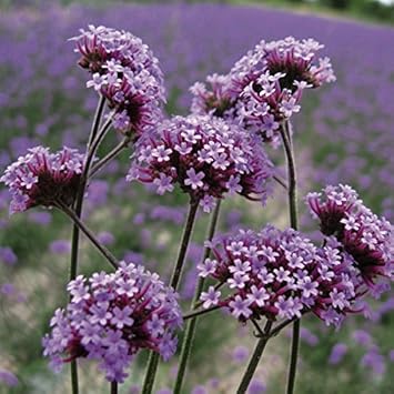 purple verbena flower seeds