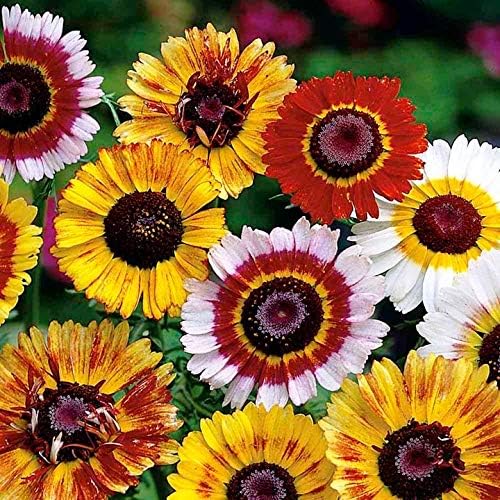 daisy chrysanthemum flower seeds
