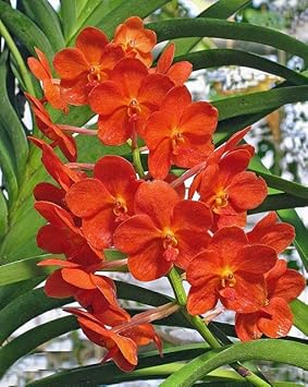 Flower Seeds, Seeds for Planting, Plant Seeds