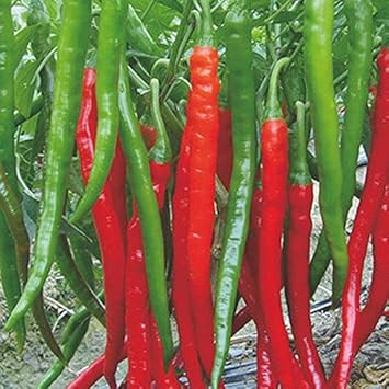 Red Chili Seeds for Planting