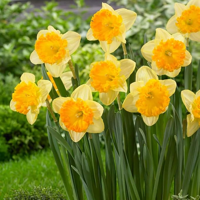 Gule Dobbelt Påskelilje Blomsterfrø til Plantning 100 stk