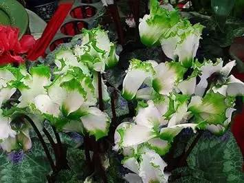 green light flower seeds