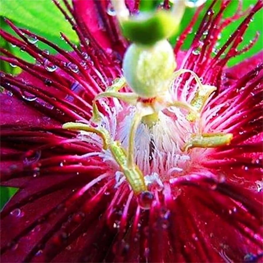 Passiflora Incarnata Blomsterfrø til udplantning - Pink 100 stk