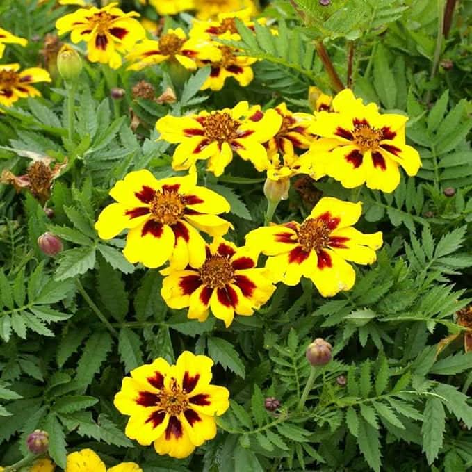 calendula dainty flower seeds