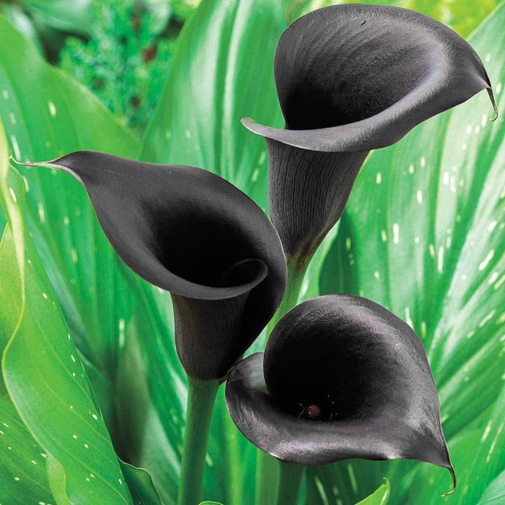 calla lily flower seeds
