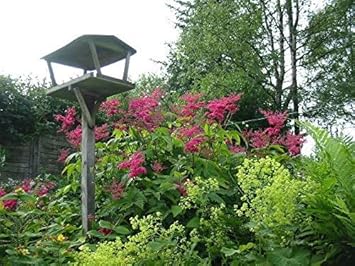 Flower Seeds, Seeds for Planting, Plant Seeds