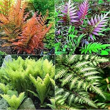 Mixed Colour Fern Pteridophyta Plant Seeds for Planting 100 pcs