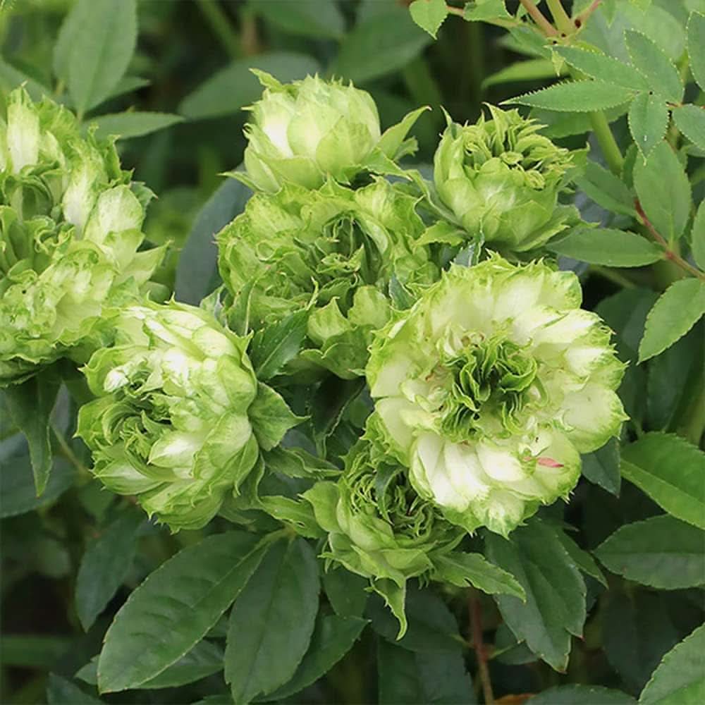 green rose flower seeds