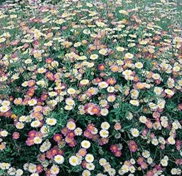 mixed erigeron flower seeds