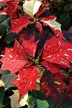 Flower Seeds, Seeds for Planting, Plant Seeds