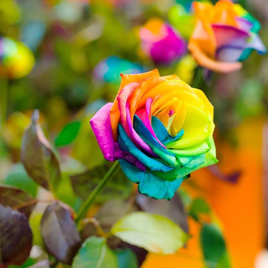 black rainbow rose seeds Multi-Color Black Blue Rose Flower Seeds for Planting – Heirloom, Non- – Neeraseeds