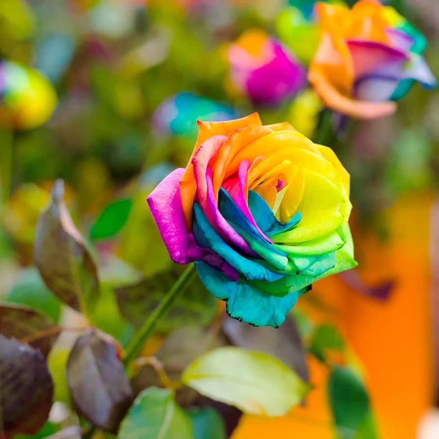 Multi-Color Rose Black Blue Flower Seeds for Planting 100 pcs