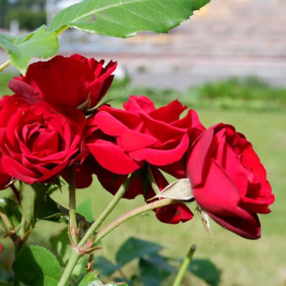 red rose flower seeds