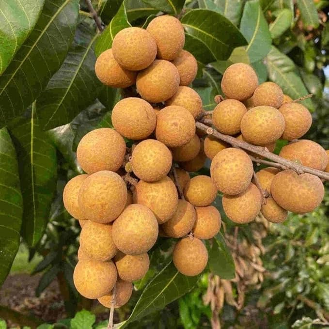 Longan Fruit Seeds (Dimocarpus) – Tropical Tree Seeds for Garden Planting