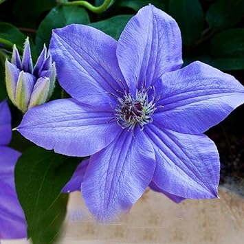 blue heirloom flower seeds