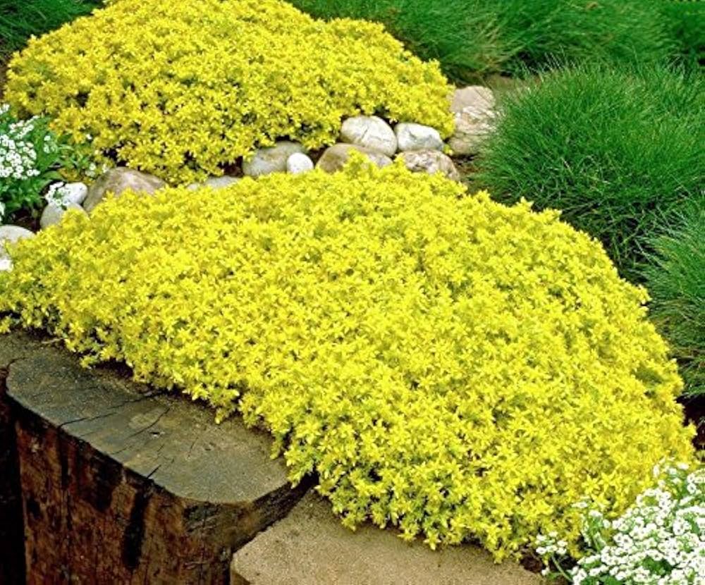 Heirloom Non-GMO Sedum Golden Carpet Succulent Seeds – Drought-Tolerant Flower Seeds for Planting | High Germination
