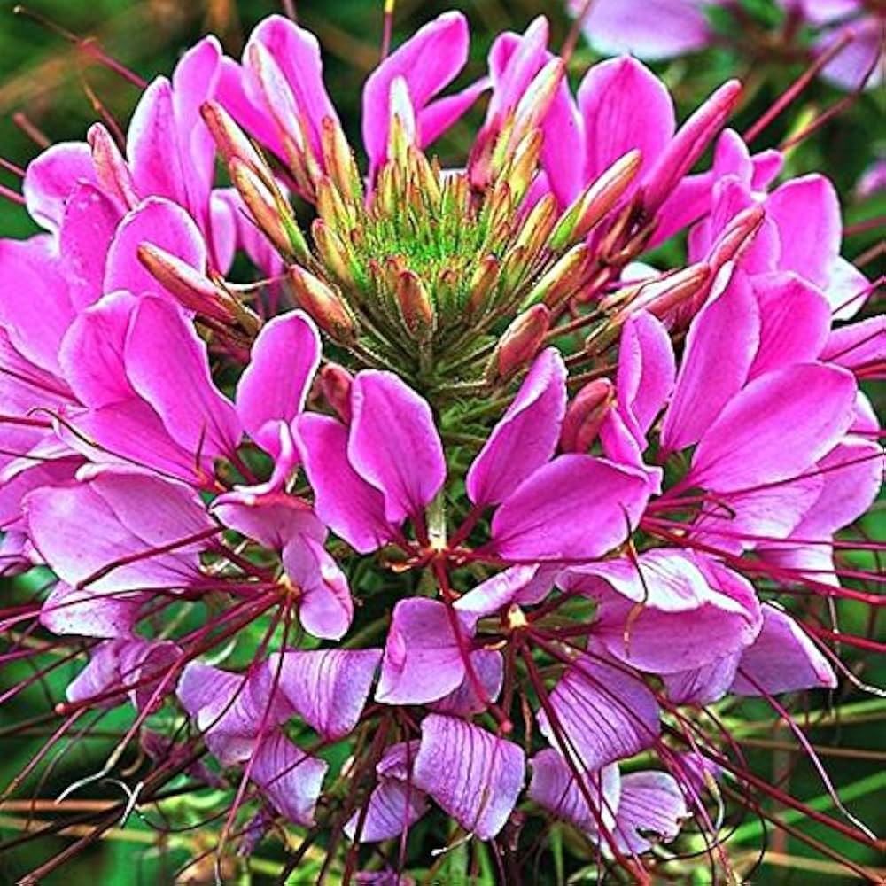 Queen Cleome Flower Planting Garden Bed Flower Seeds Home Garden Planting, Ornamental