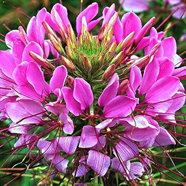 Queen Cleome Flower Planting Garden Bed Flower Seeds Home Garden Planting, Ornamental