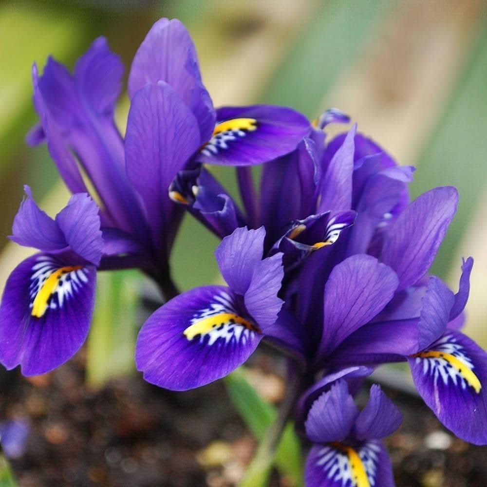 iris iris flower seeds